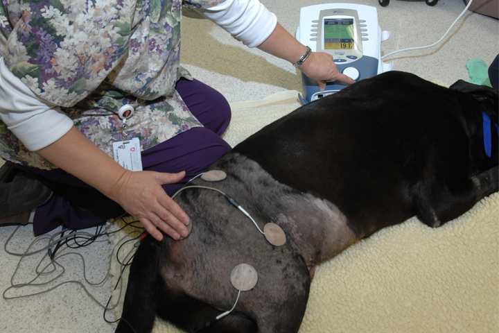 Dog receiving therapy.