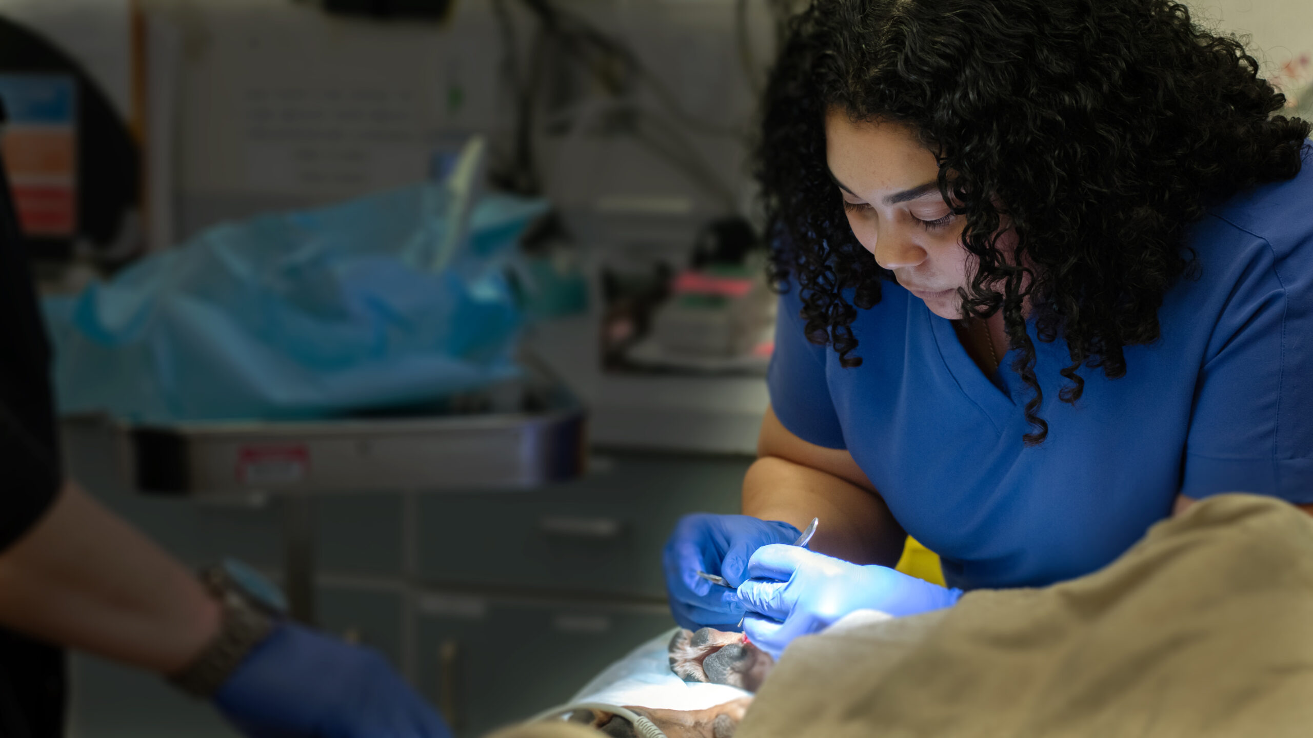 DVM student in surgery