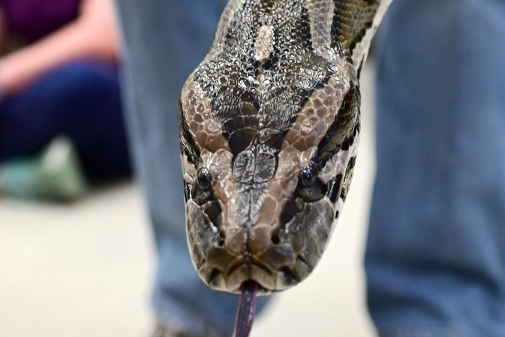 Close up photo of Etna, a 9-year old Burmese python, stretching out during Snake Haus’s visit to Washington State University in April.