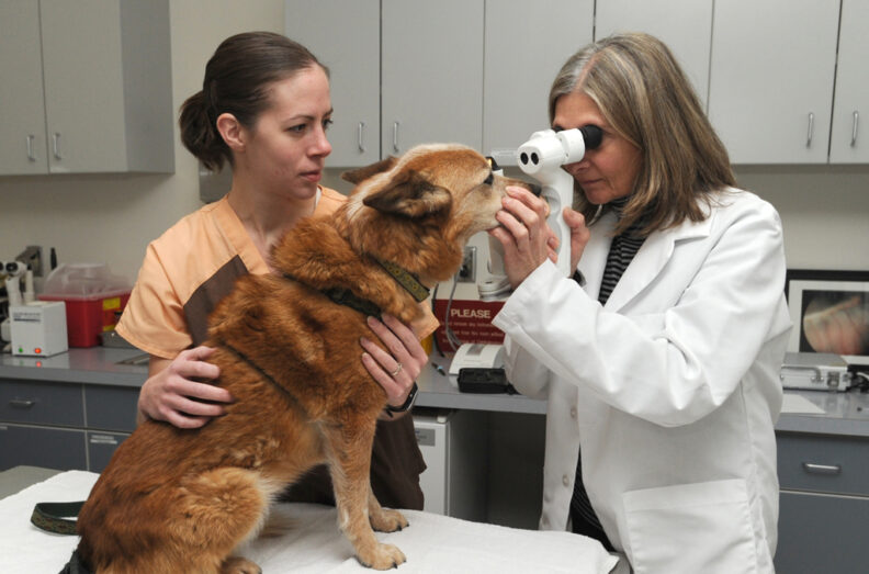 Dr. Terri Alessio, WSU veterinary ophthalmology specialist (right), with Marie Crossley, LVT and "Daisy."