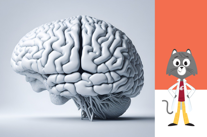 Artistic rendering of a human brain on the left. The Ask Dr. Universe caricature on the right.