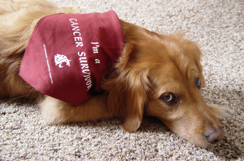 Buckly wearing an "I am a Cancer Survivor" bandana.