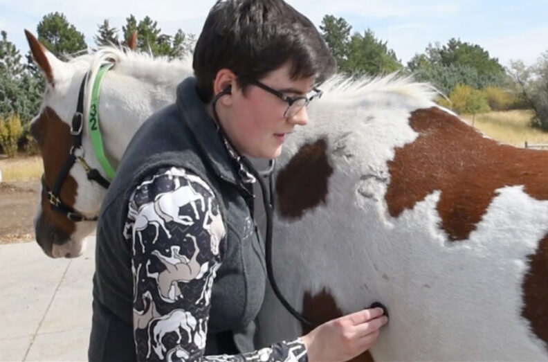 Student using a stethoscope to listen to the health of one of the college's horses.