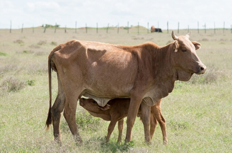 Cow and Calf in the grazing fields in Narok County. Photo: AHIL