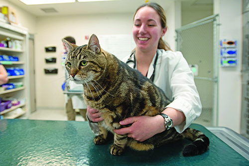 4th year DVM student holding tabby cat on exam table in the hospital.