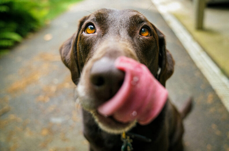 Very close up photo of a chocolate lab licking his nose.