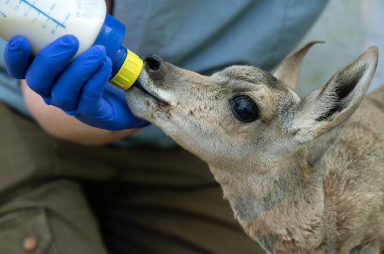 Marcie Logsdon, a wildlife veterinarian in WSU’s College of Veterinary Medicine, feeds a week-old pronghorn with a bottle.