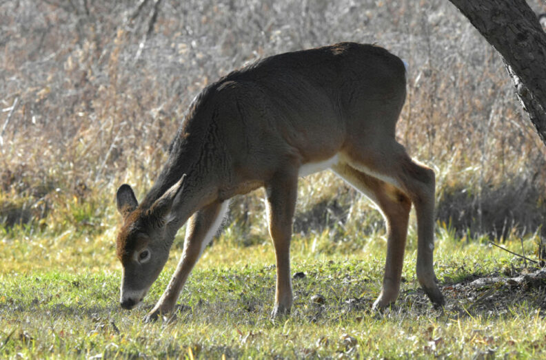 An immature white-tail doe deer grazes in an orchard.