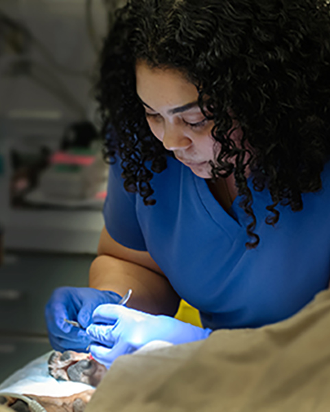 DVM student in surgery