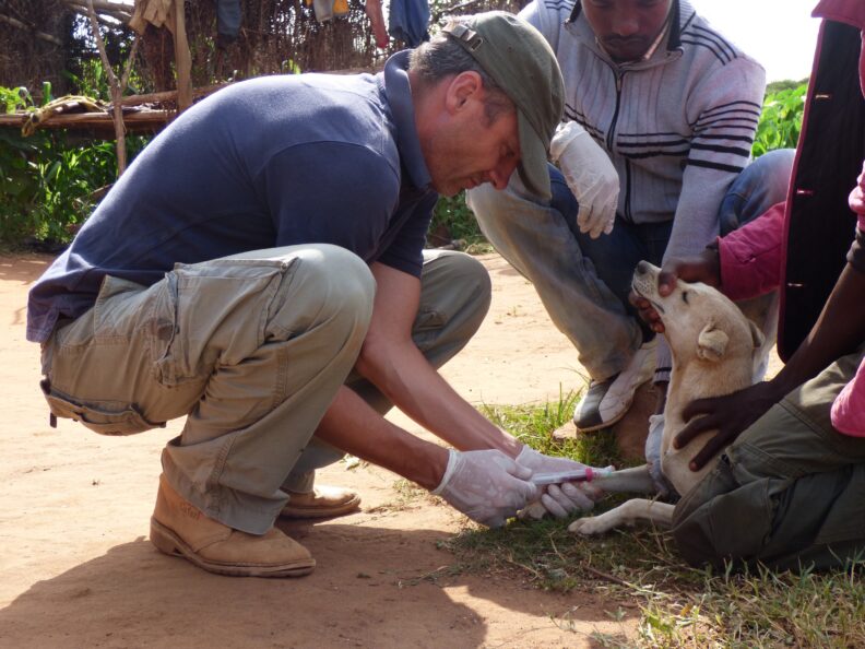 Dr. Felix Lankester vaccinates a dog for rabies as part of the Rabies Free Africa program.