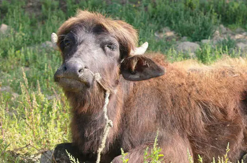 Agrilinks Site Visit of CSISA Validation Trial of Lentils in Naubasta VDC in Banke District Nepal. Photo Credit: Agrilinks.