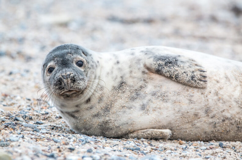 Grey seal laying on a sandy and small pebble beach.