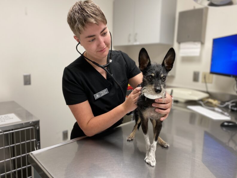 Gwyn Potter examines a dog.