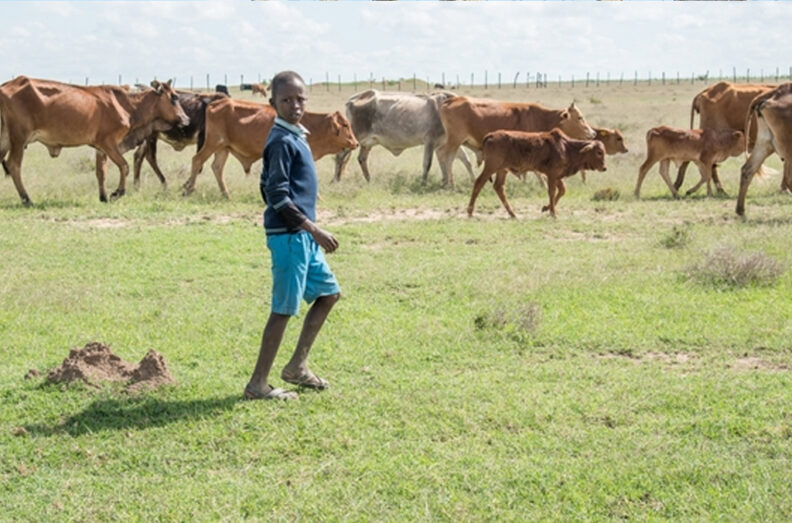 11-year-old Peter Kilerai herds livestock home after school in Narok County, Kenya. Photo by AHIL.
