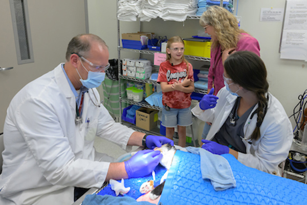 Maddie Hedrick observes a feline dental procedure.