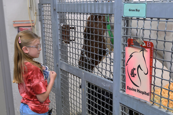 Maddie checks on an equine patient in the Veterinary Teaching Hospital.