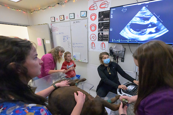 Maddie Hedrick observes a canine echocardiogram being performed.