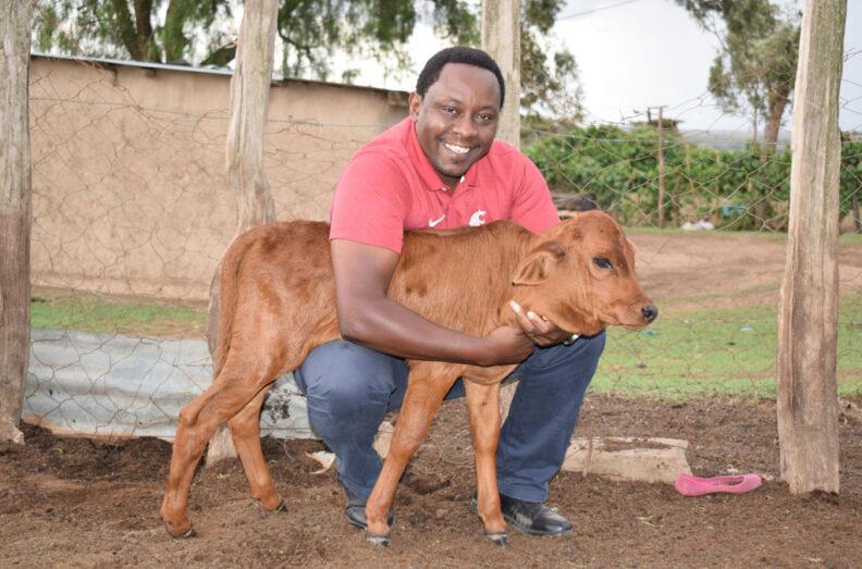 Dr. Samuel Thumbi Mwangi kneeling down and embracing a calf. Photo credit: Joy Wanja Muraya.