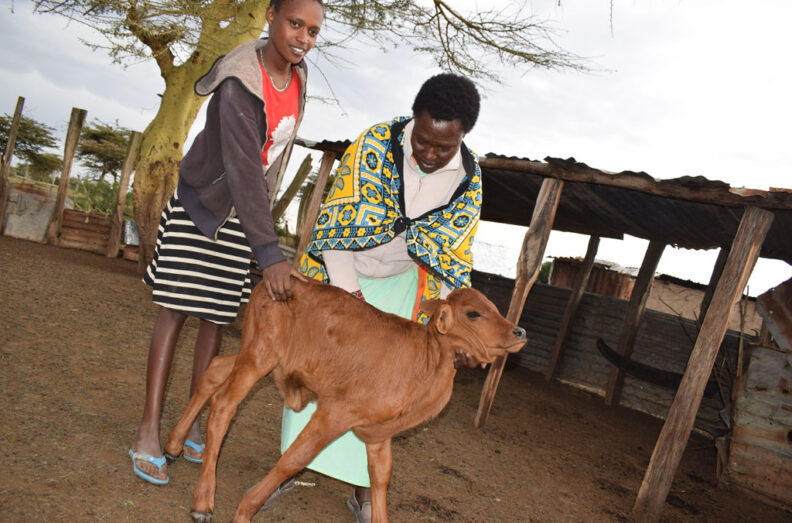TerryAnn with her mom and a calf in a pen. Photo credit: Joy Wanja Muraya.