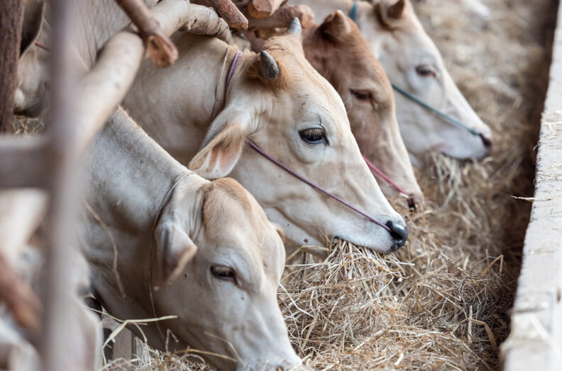 Cattle eating from hay trough.