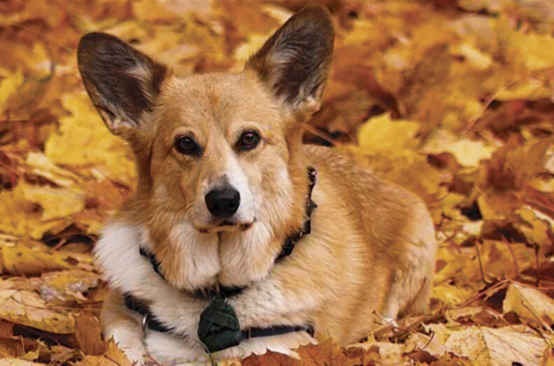 Corgi laying in autumn leaves.