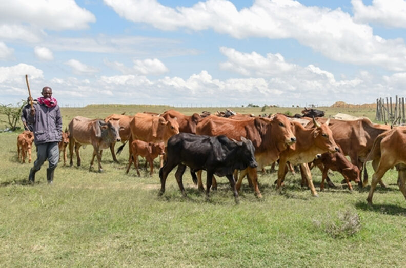A farmer herding his livestock in Narok County in Kenya. The livestock owner is involved in the Feed the Future Innovation Lab for Animal Health.
