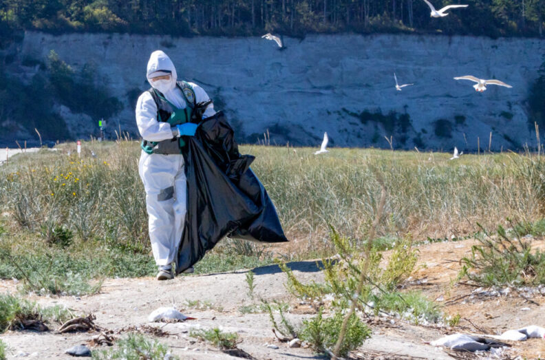 Person in full PPE gathering dead birds.