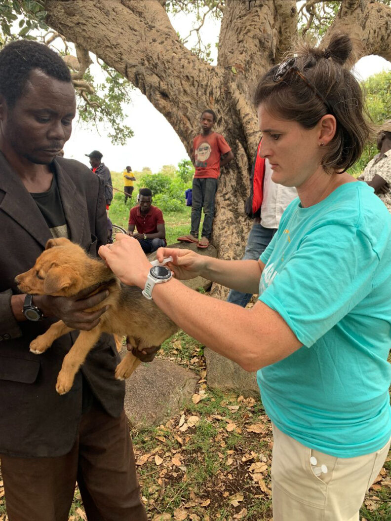 Dog being vaccinated in East Africa.