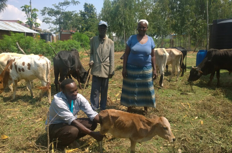 Risper and her herdsman watch as Dr. Elkanah Otiang examines one of her calves.