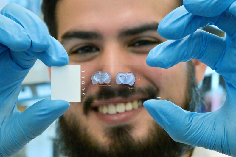 Frank Salazar, a first-year student in the Integrative Physiology and Neuroscience PhD program in Washington State University's College of Veterinary Medicine, works in Ryan McLaughlin’s lab.