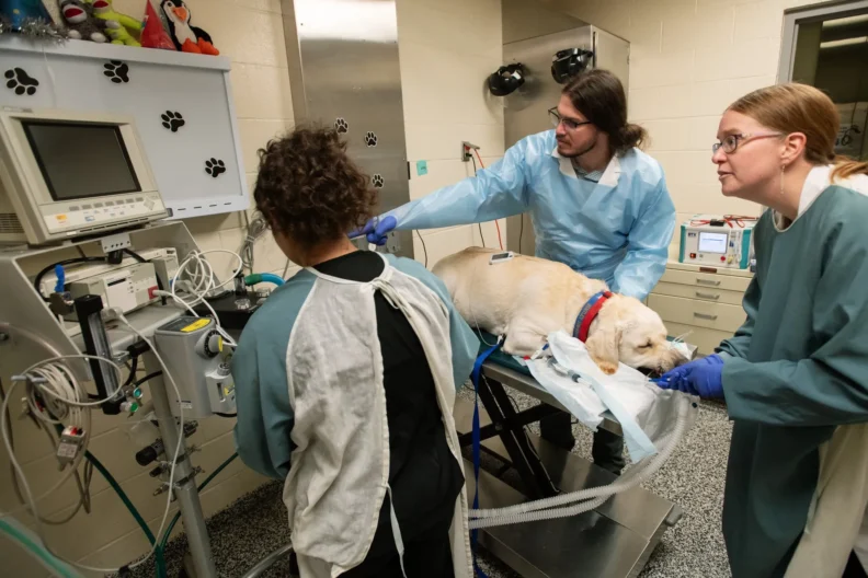 Veterinary professionals care for a dog.