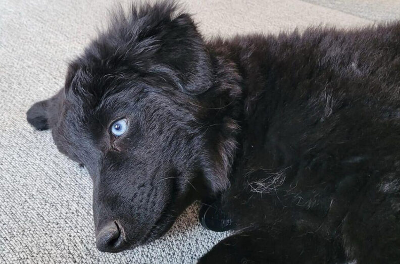 Young black collie laying on the carpet.