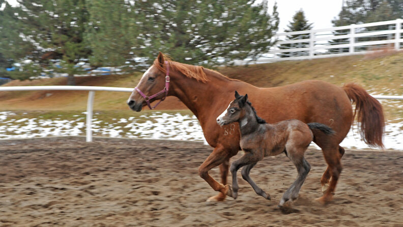 Dr. Thomas Waltzek, summer 2023, outside the College of Veterinary Medicine.
