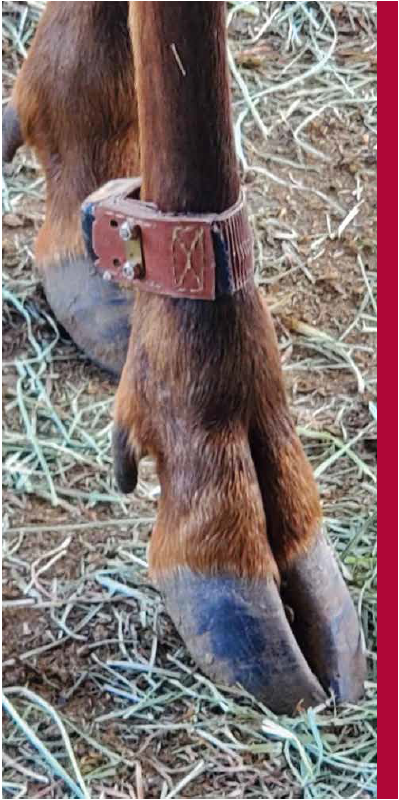 Close up of an ankle monitor on an elk.
