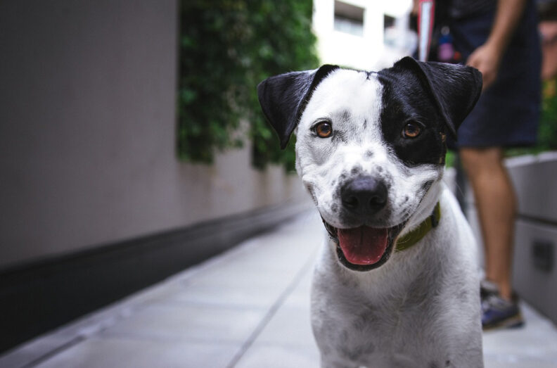 Happy dog looking right at the camera. A person is in the background.