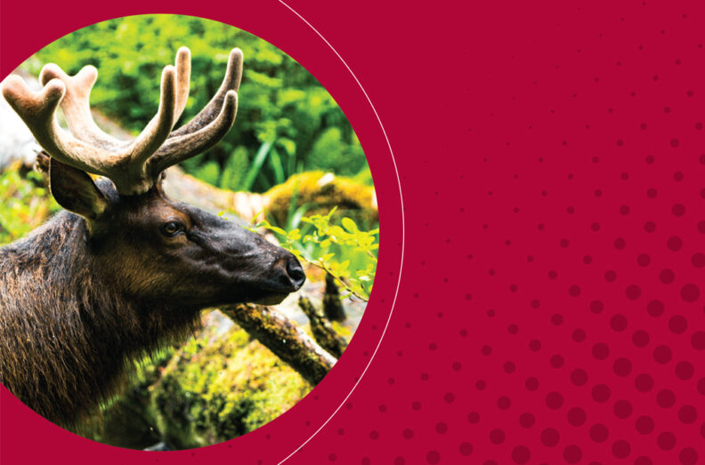 Four point elk in velvet on the left. Crimson background with gray dots on the right.