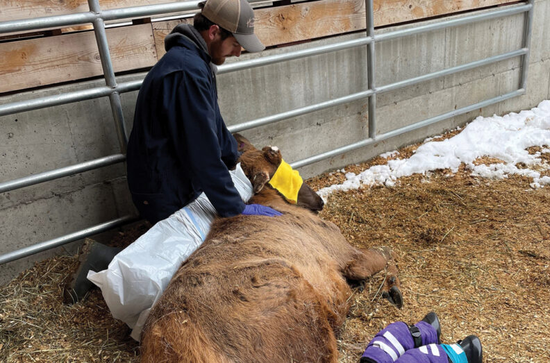 Trent on the ground with a sedated captive elk.