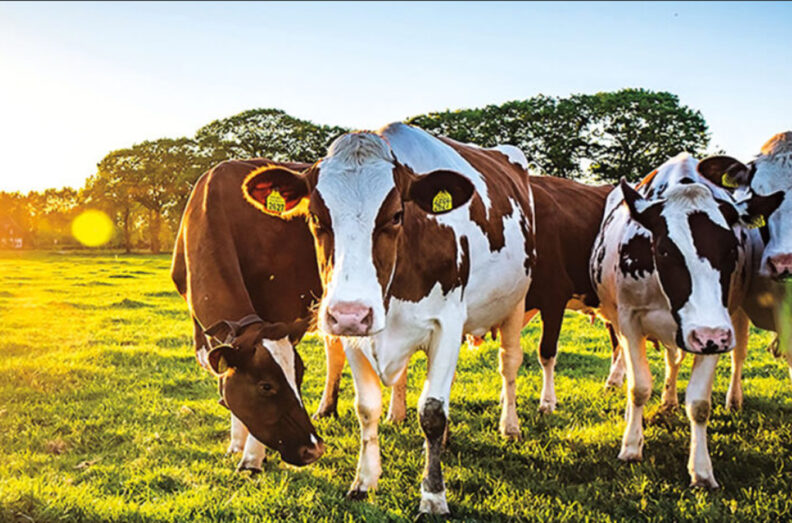Holstein cows in a field at sunrise.