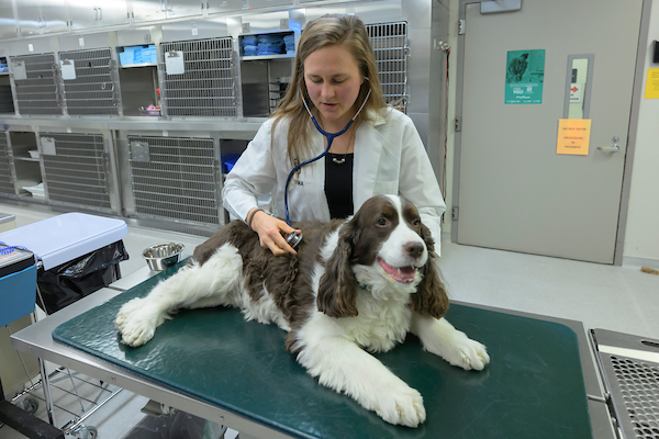 Olivia Burns looks over a dog.