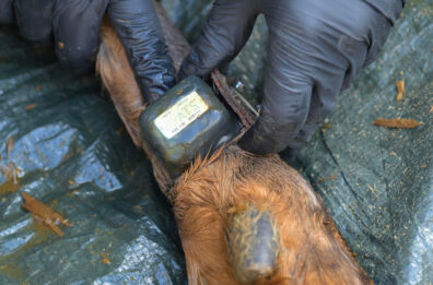 Close up photo of an ankle monitor on a sedated elk.