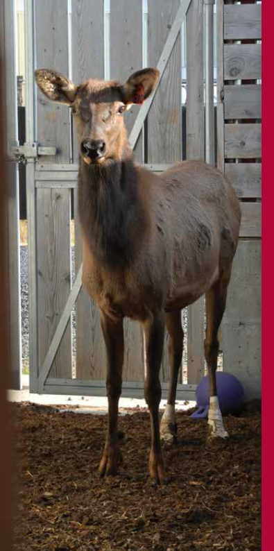 Captive cow elk. Both hind feet are bandaged, and she is looking right at the camera.