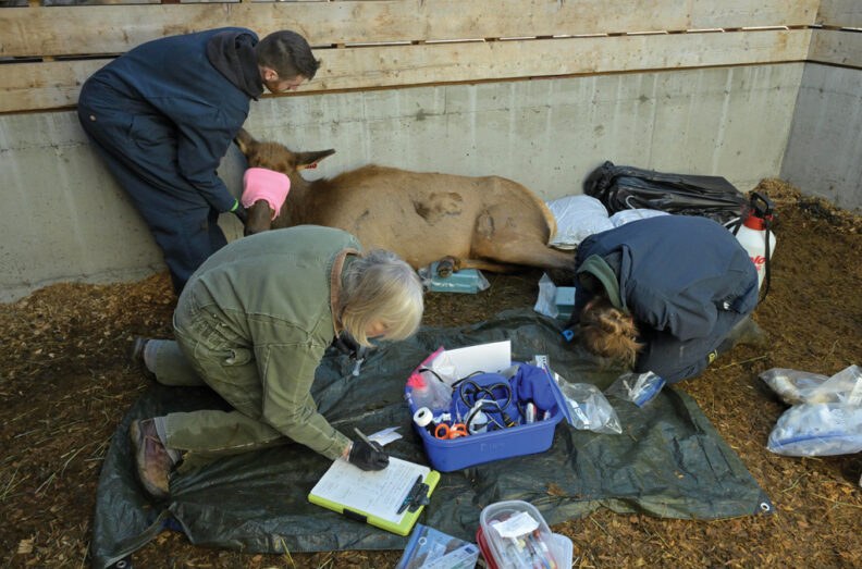 Captive sedated elk with three people collecting date and making sure the elk is safe.