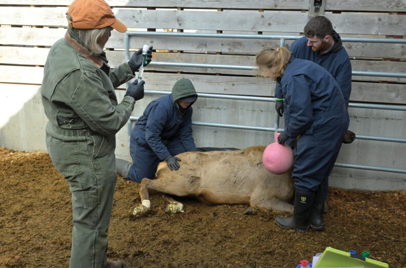 Team with captive sedated elk.