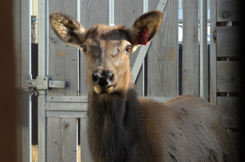 Cow elk in captivity, looking curiously at the camera.