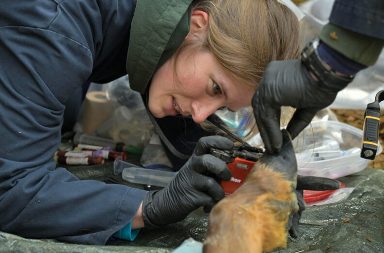 Holly Drankhan taking a photo of a captive elk's hoof.