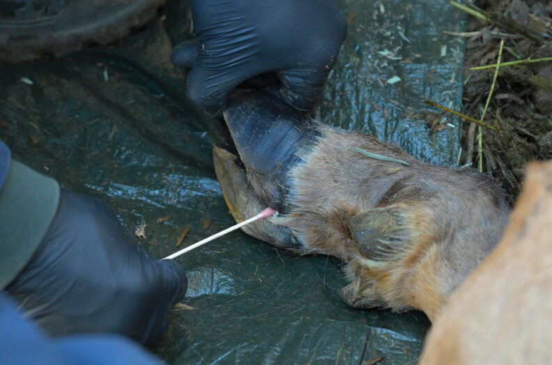 Sample being collected from a captive elk.