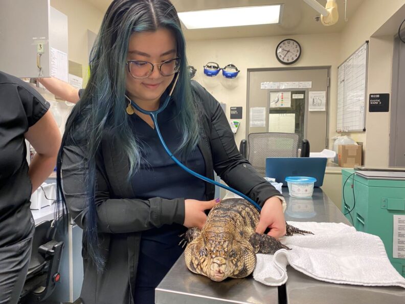 Linda Wong examines a tegu lizard.