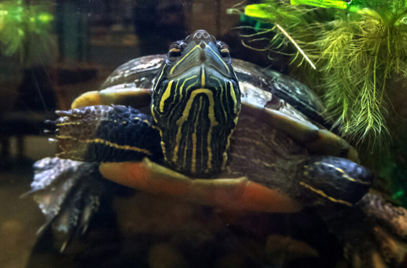 Bruce swimming in her tank.