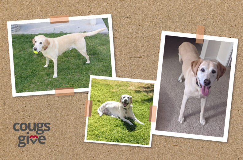 Three photos of Duke, 2 in the grass outside and 1 in the house.