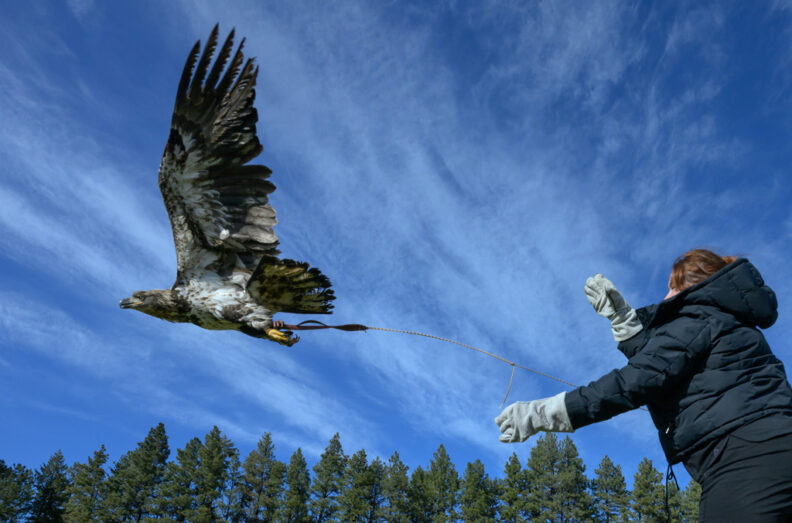 A juvenile bald eagle is put through creance flight training.